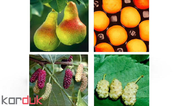 طرح توجیهی میوه خشک