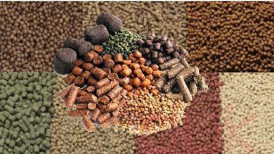 Feasibility Studies of Production of Aquatic Feed