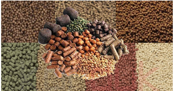 Feasibility Studies of Production of Aquatic Feed