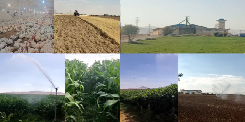 مزرغه مجتمع